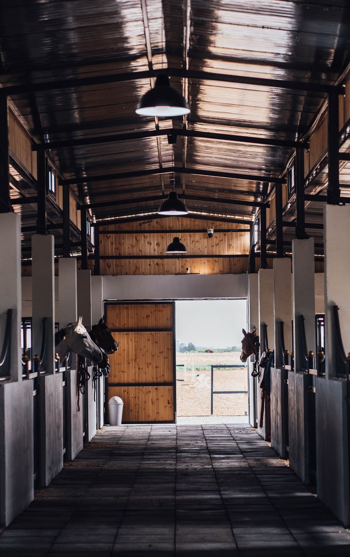 Horses looking out from their stalls inside the Le Ciel stable